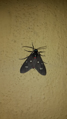 Euclera rubricincta