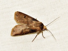 Agrotis denticulosa