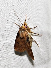 Agrotis denticulosa
