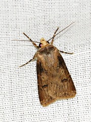 Agrotis denticulosa