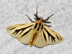 Estigmene multivittata