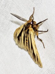 Estigmene multivittata