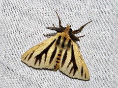 Estigmene multivittata