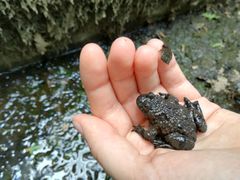 Bombina variegata pachypus