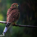 Spotted Kestrel - Photo (c) Karyadi Baskoro, some rights reserved (CC BY-NC-ND)