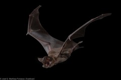 Nyctinomops macrotis