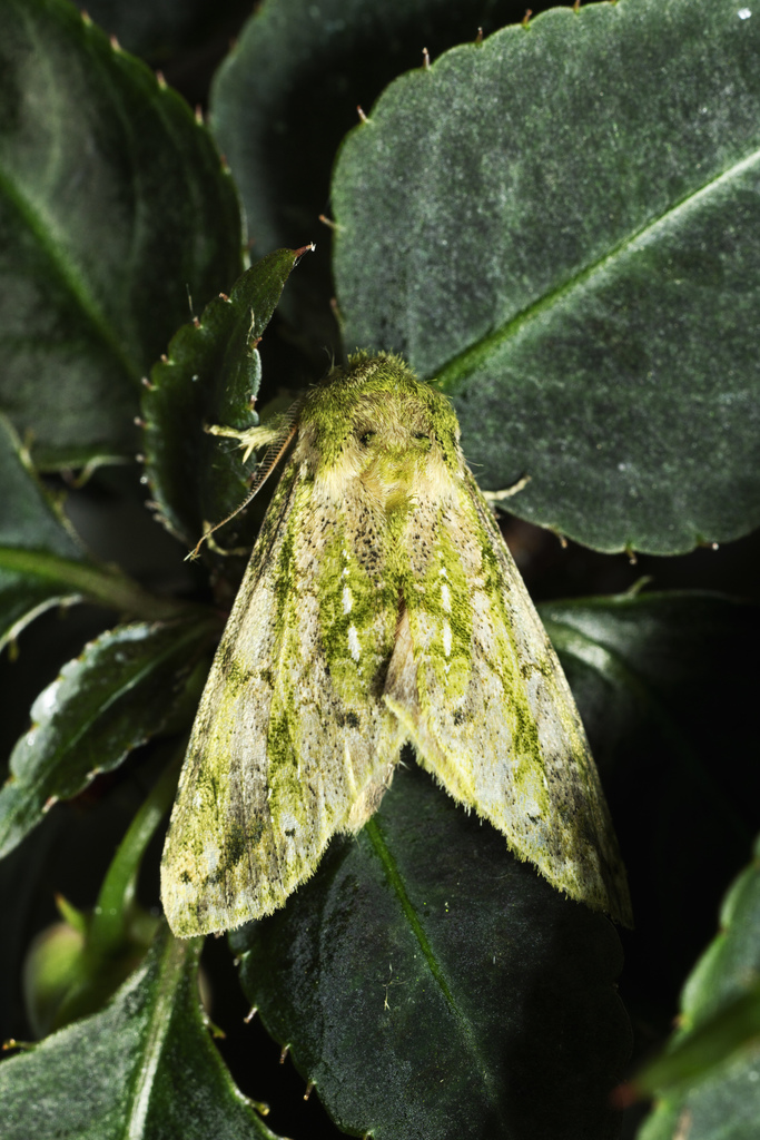 Psilacron gordiana