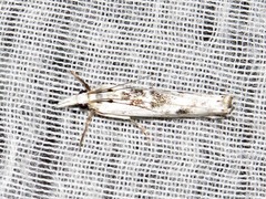 Crambus sparsellus