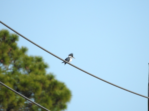 Belted Kingfisher photographed in Georgia