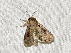 Mythimna languida