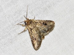Mythimna languida