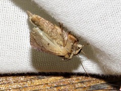 Mythimna languida