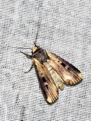 Effractilis effracta