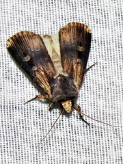 Effractilis effracta