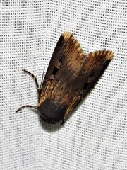 Effractilis effracta