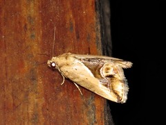 Lithacodia caffristis