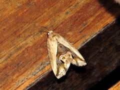 Lithacodia caffristis