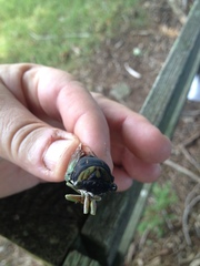 Neotibicen tibicen tibicen