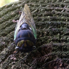 Neotibicen tibicen tibicen