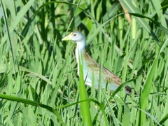 Porphyrio flavirostris