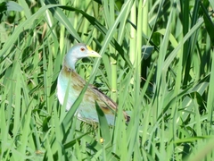Porphyrio flavirostris