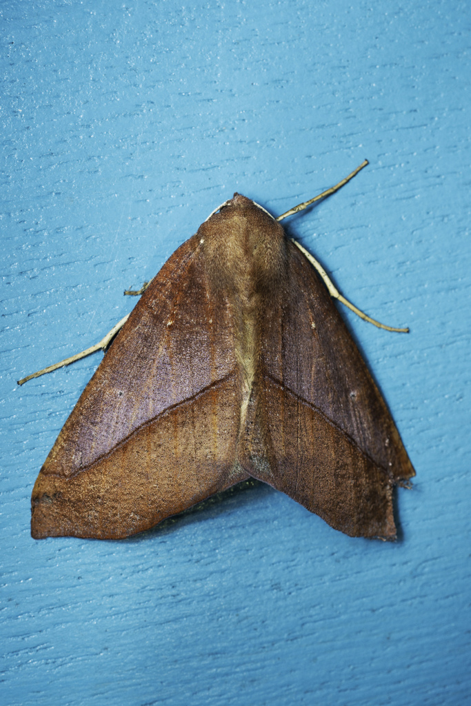 Bassania olivacea