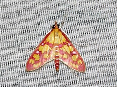 Stenochora lancinalis