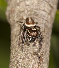 Opisthoncus parcedentatus