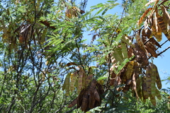 Senegalia praecox