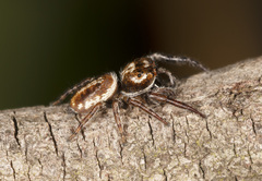 Opisthoncus parcedentatus