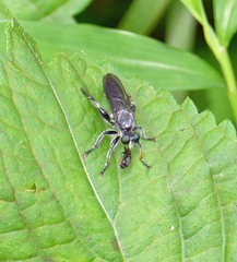Laphria sicula
