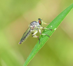 Ommatius floridensis