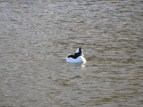 Bufflehead photographed in Georgia