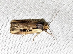 Axylia annularis