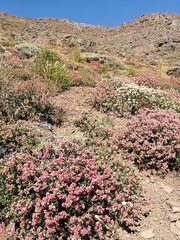 Viviania marifolia