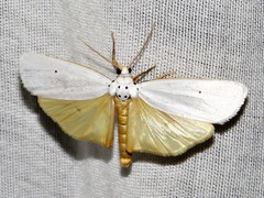 Ilemodes astriga
