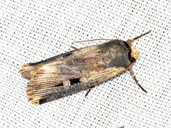 Effractilis effracta