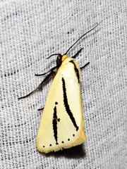 Grammarctia bilinea