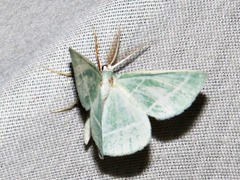 Microloxia ruficornis