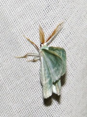 Microloxia ruficornis