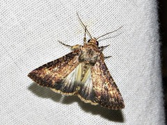 Condica capensis