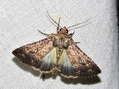 Condica capensis