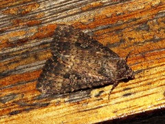 Condica capensis
