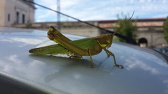 Coryacris angustipennis