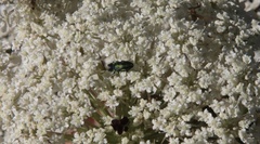 Bilyaxia cordillerae