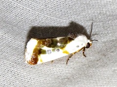 Acontia natalis