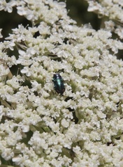 Bilyaxia concinna