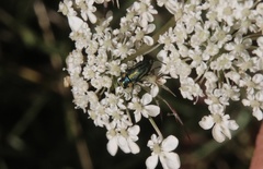 Bilyaxia