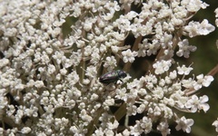 Bilyaxia