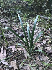 Iris foetidissima